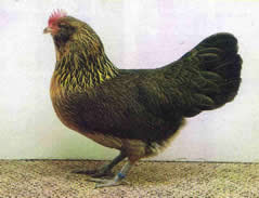 Thüringer Barthühner  